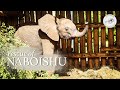 Orphaned baby elephant Naboishu is rescued | Sheldrick Trust