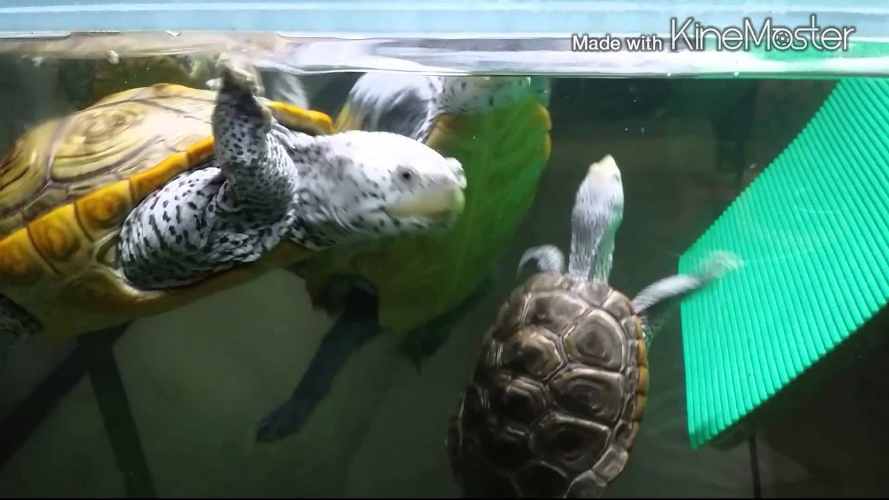 diamondback terrapin canada Diamondback terrapin + guppy + hatchling