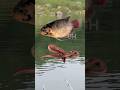 Umpan Mancing Ikan Gurame Paling Jitu #shorts #fishing #mancing