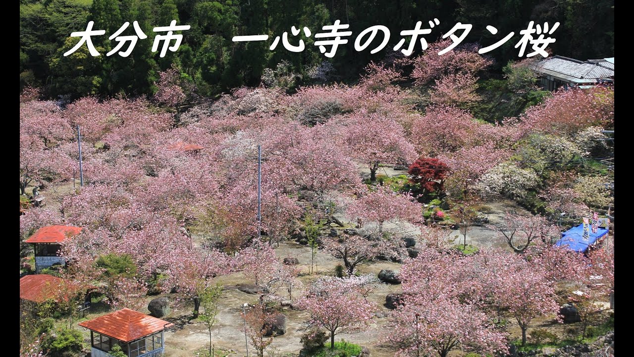 大分市 一心寺の桜 Youtube