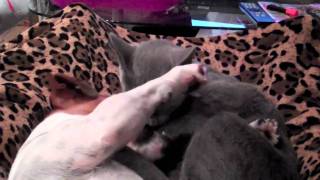 Download Lagu boooooorati MP3