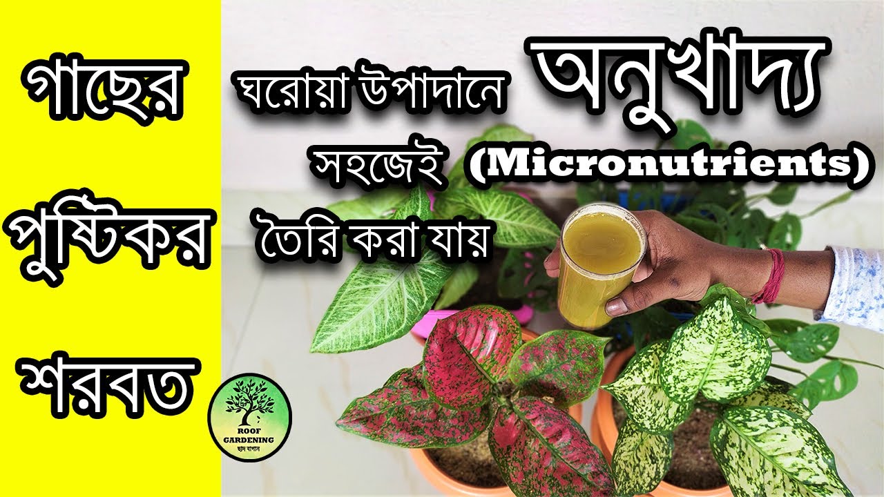 বাড়িতে সহজেই তৈরি করুন গাছের অনুখাদ্য / Make micronutrients for plants