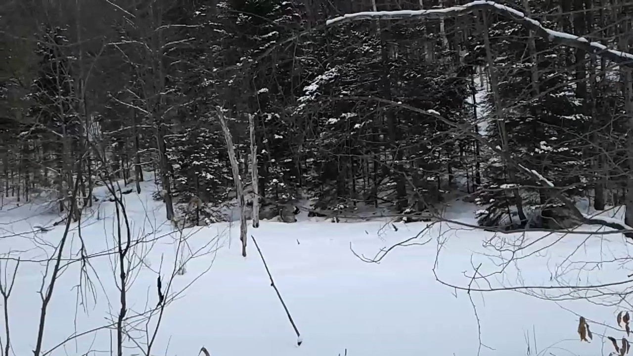 Forests of Moss Glen Falls in Stowe, Vermont