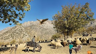 Nomadic life, traditional herding, taking sheep to lush pastures and pristine mountain heights 🐑⛰️🌿
