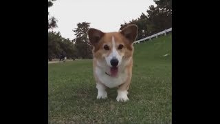 Самые смешные собаки Корги Funny Corgi Dogs