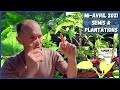 Mi-avril 2021 au potager - Folie des semis & plantations