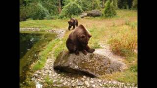 Медведи фото(Это видео создано в редакторе слайд-шоу YouTube: http://www.youtube.com/upload., 2016-10-27T21:13:03.000Z)