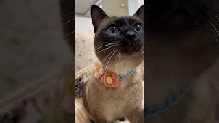 How to Identify the Quality of a Siamese Cat? 🐱🔍 #SiameseCat #BobtailCat #OddEyedCat...