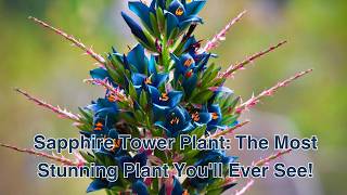 Sapphire Tower Plant: The Most Stunning Plant You'll Ever See! [Puya alpestris]