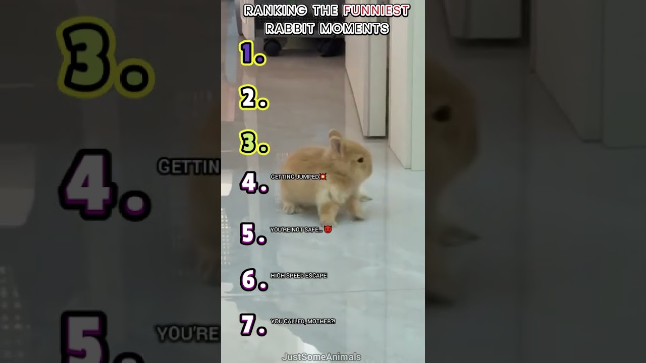 RANKING THE FUNNIEST RABBIT MOMENTS