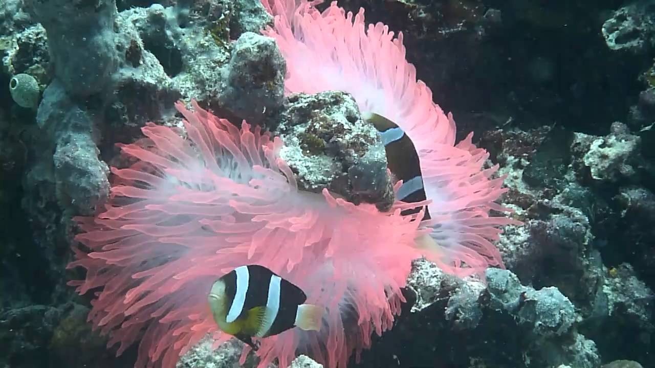 ピンクイソギンチャクとクマノミ Youtube