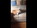 Dozer the English Bulldog doesn't like to share his couch.