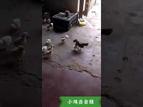 小雞當自強