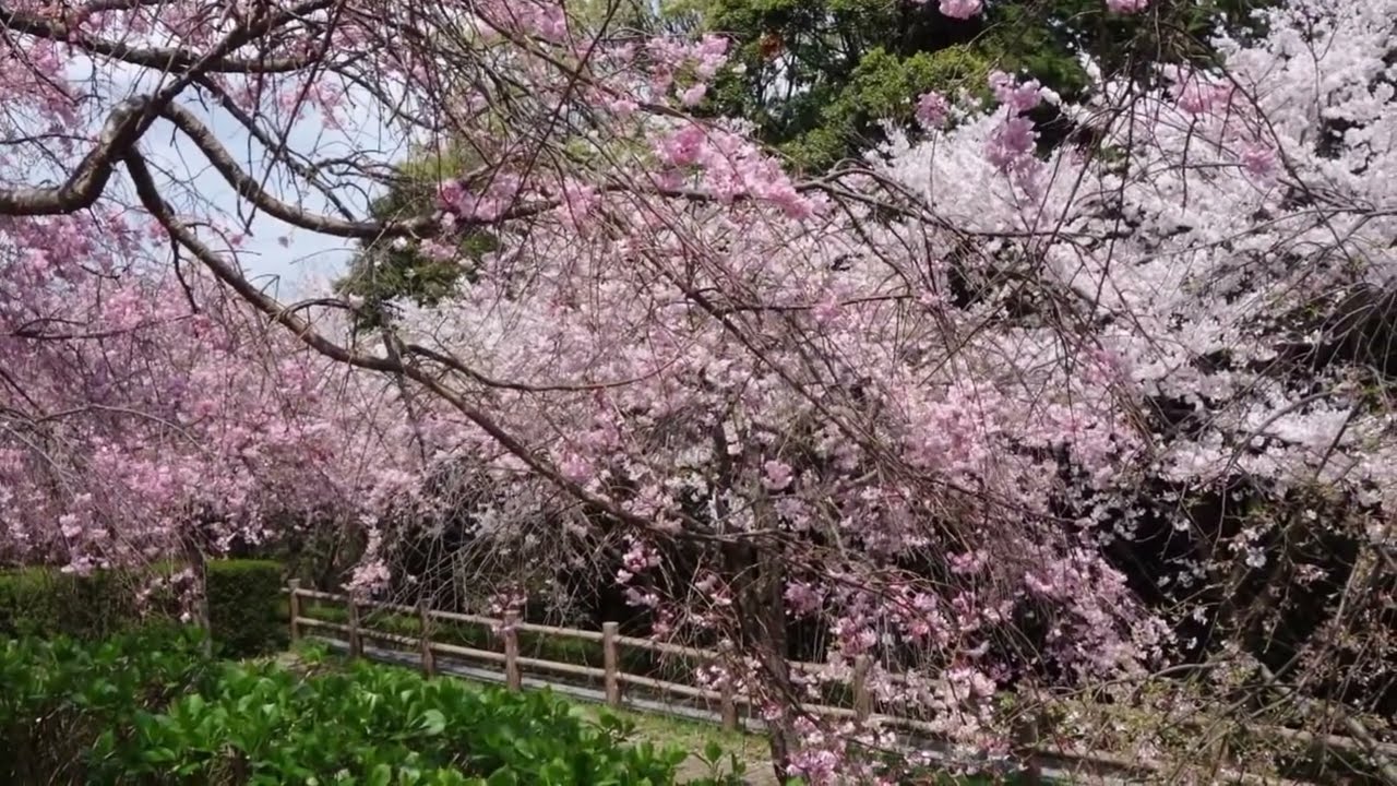 桑山公園 桜 Sakura Sakura Blossoms At Kuwanoyama Park Youtube 桑山公園 桜 Sakura Sakura Blossoms At Kuwanoyama Park Youtube