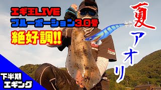 【エギング】真夏のエギング 朝マズメで釣れないと後は地獄!! そんな中やはり絶好調なエギはブルーポーション!!頼りになる~^^