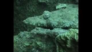 ampm-travel.com - S.S Thistlegorm Diving.flv
