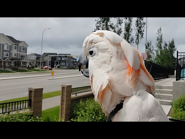 Identity crisis: Cockatoo thinks he is a chicken