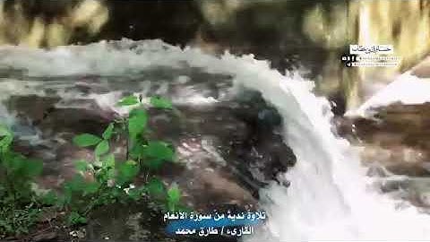 تلاوة جميلة من سورة الأنعام