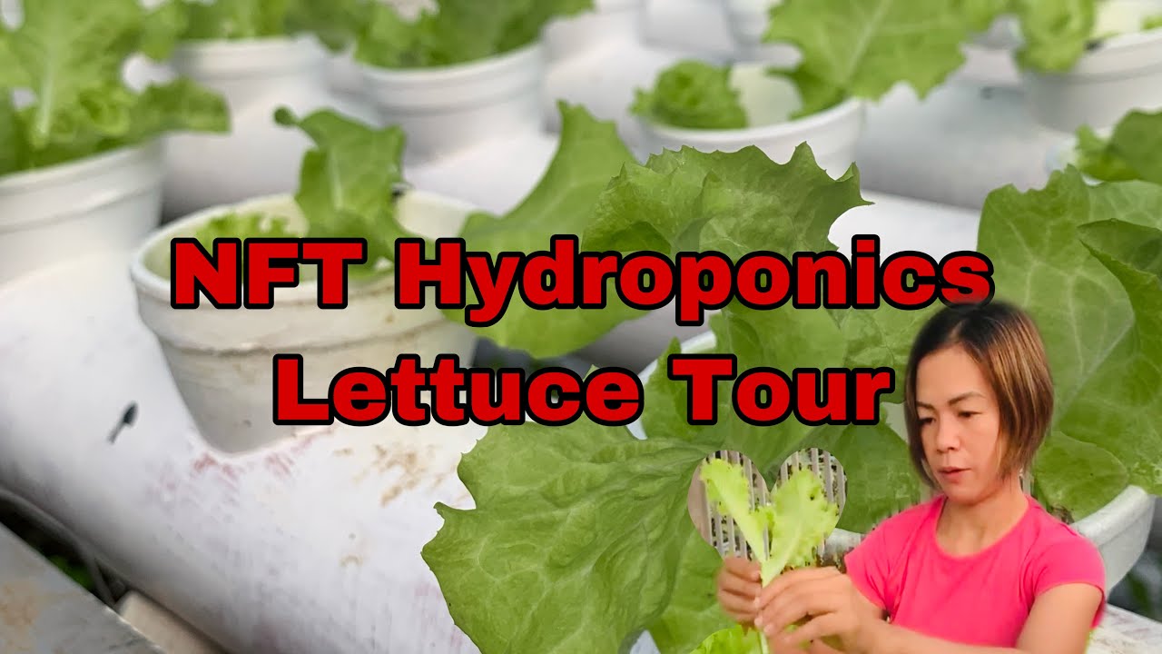 Hydroponics lettuce tour YouTube