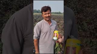 Beet Ruby Queen in Manawala by Rshid Seeds.