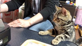 妹とのキムチ鍋中にいつの間にか参加しに来てしまった子猫ｗ