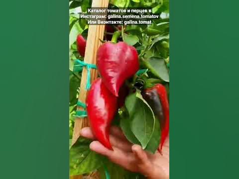 Перец сладкий "Леся" (Lesya) 🫑🫑🫑Самый вкусный и урожайный сорт сладкого ...