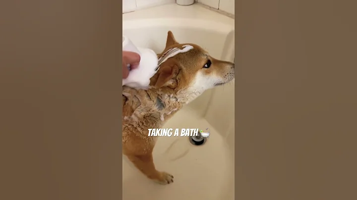She doesn’t like baths 🛀 #shorts #shibainu #cutedog #dog #cuteanimals #dogshorts #puppy #cute