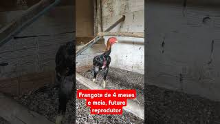 Frango Novinho, Ainda Vai Engrossar Muito, Um Dos Futuros Reprodutores Do Criatorio