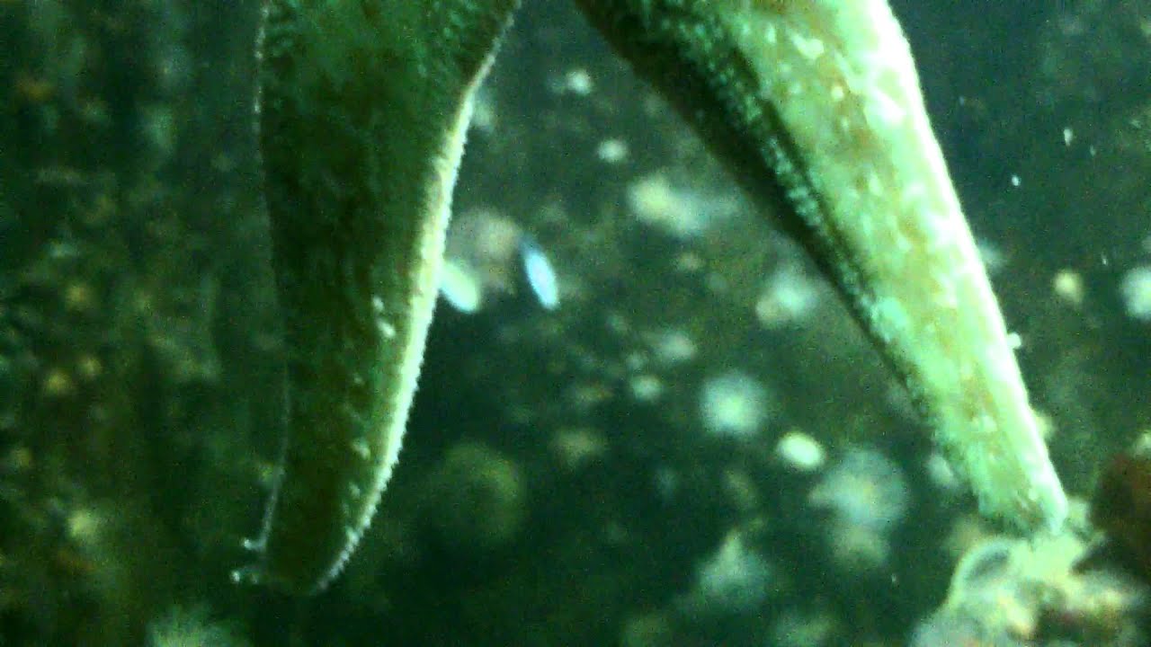 Dessous une Étoile de mer