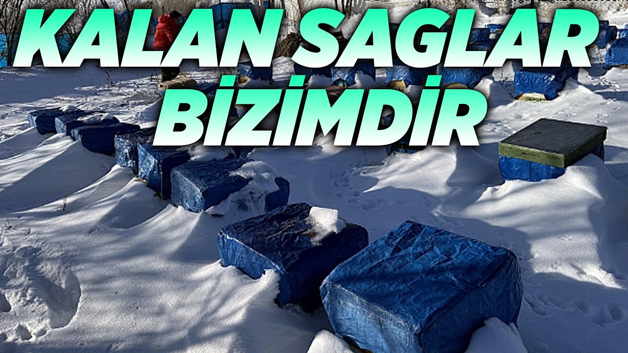 POLEN ÇEKMECELER AÇIK -25 DERECE ARILAR NE OLDU | ARI KIŞLAMA | arı bakım | kış bakımı