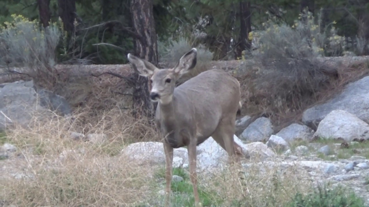 Wildlife At The Park - YouTube