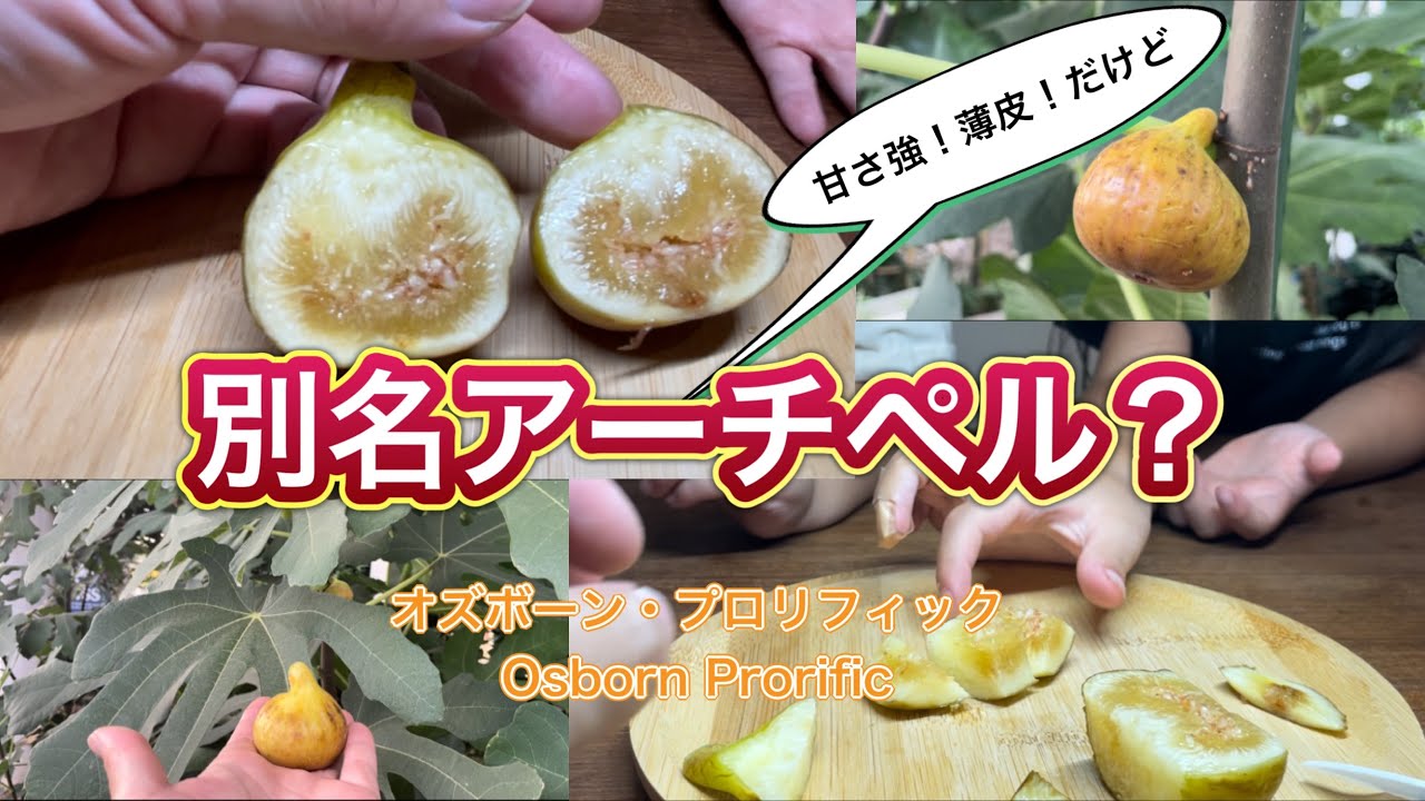 イチジク（アーチペル）手渡し出来る方に アーチペル（秋果）の収穫と味わい | 加奈ぽこラボ