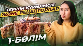 Терінің құрылысы және рецепторлар 1-бөлім | ҰБТ Биология