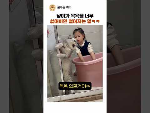 냥이가 목욕을 너무 싫어하면 벌어지는 일ㅋㅋ thumbnail