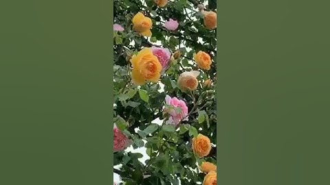 أفضل تلاوة للخشوع للقاري عبدالولي الاركاني