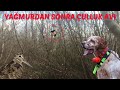 ÇULLUKLAR YAĞMURLA BERABER GELDİ! (SETTER KÖPEĞİM SENNA SHOW YAPTI)🐕 WOODCOCK HUNTER