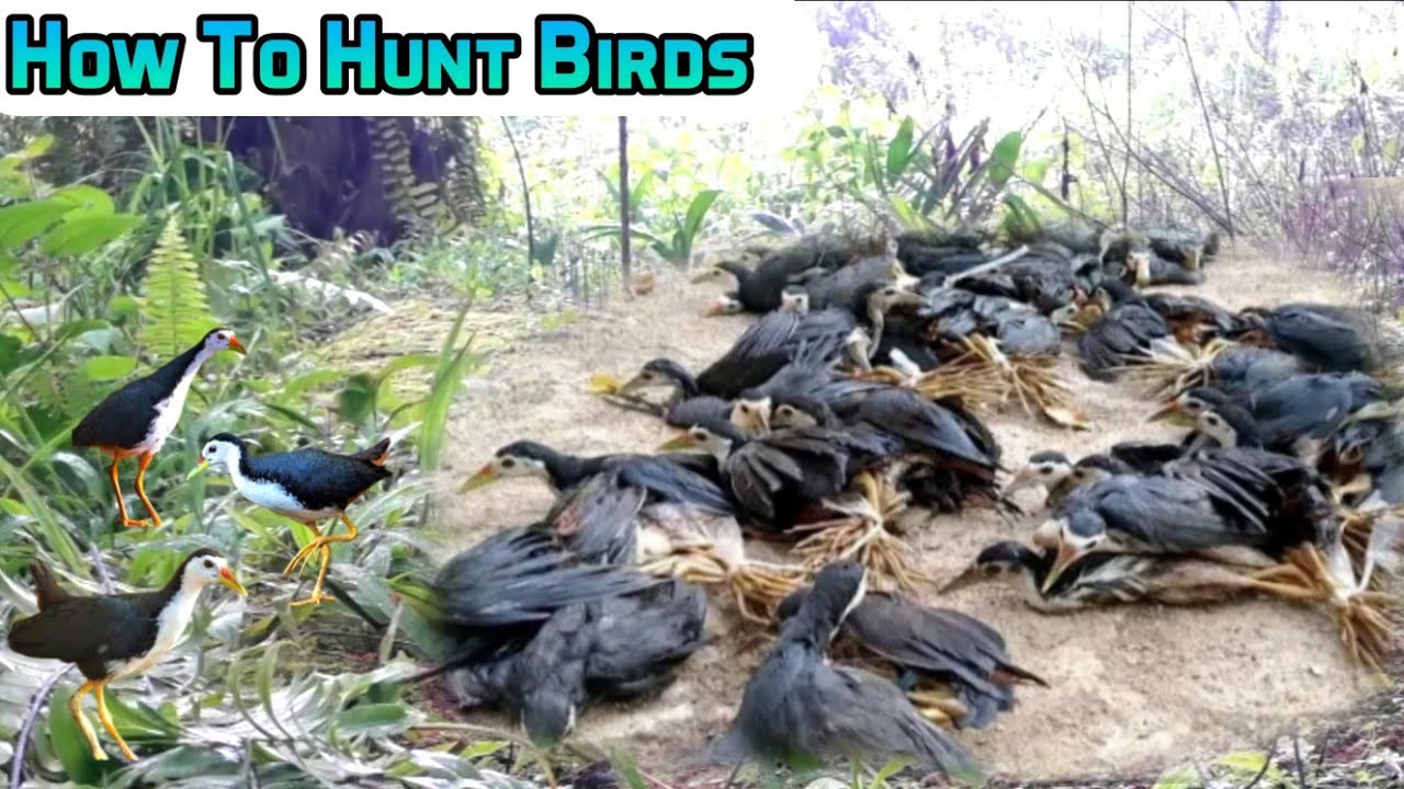 How To Cathing Many Wild Birds |Best Techniques To Hunting Birds ...