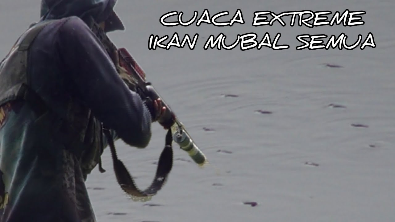 Paser mania | IKAN SAGULING OLENG PARAH