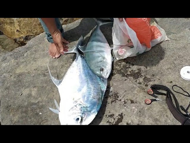 MANCING PINGGIR LAUT SUKSES BESAR | MANCING PAKAI UMPAN IKAN DAPAT IKAN class=