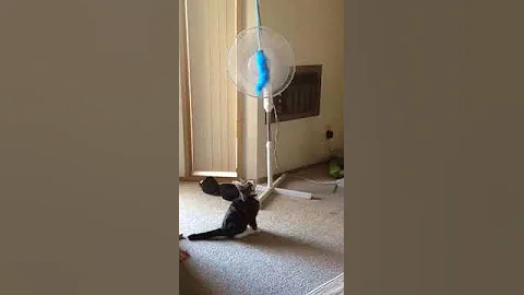 Kitty Catch