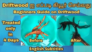 How to Treat & Cure Driftwood only in 4 Days | Aquarium Safe Driftwood  தமிழ் & English Sub
