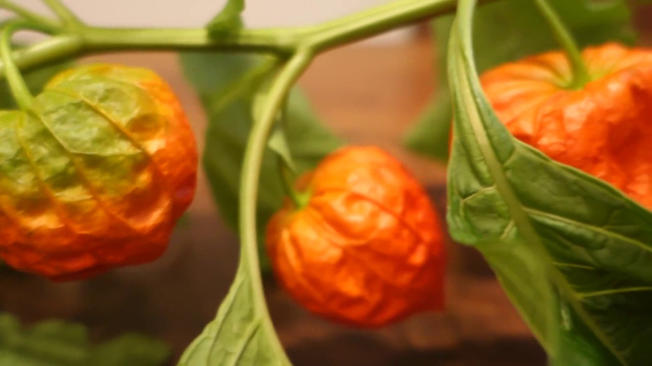 Chinese lantern plant - YouTube