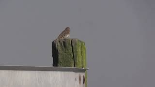 Pipit farlouse (Anthus p. pratensis) Meadow Pipit