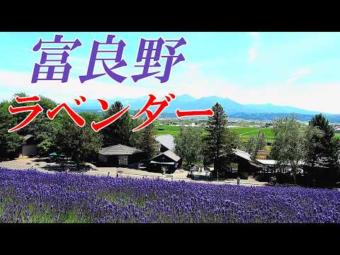 【２０２４年最新版】ファーム富田、町営ラベンダー園、ラベンダーイースト　6/30の様子　『北海道 富良野 ラベンダー』　４Ｋ
