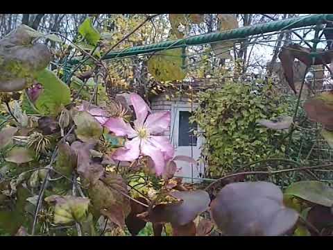 клематисы из семян