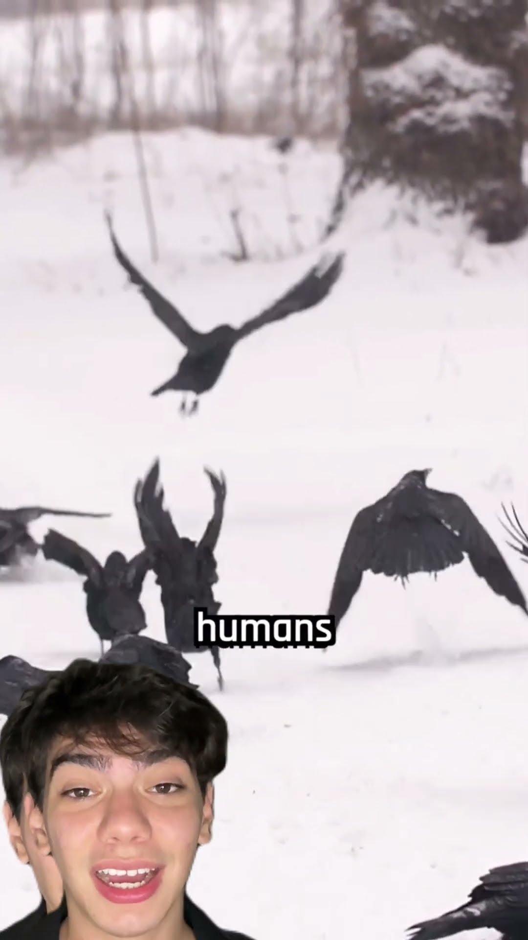 Maltratou um corvo? Ele nunca vai esquecer e pode até te perseguir por anos! ?❗