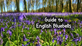 Bluebells Identification & Magic