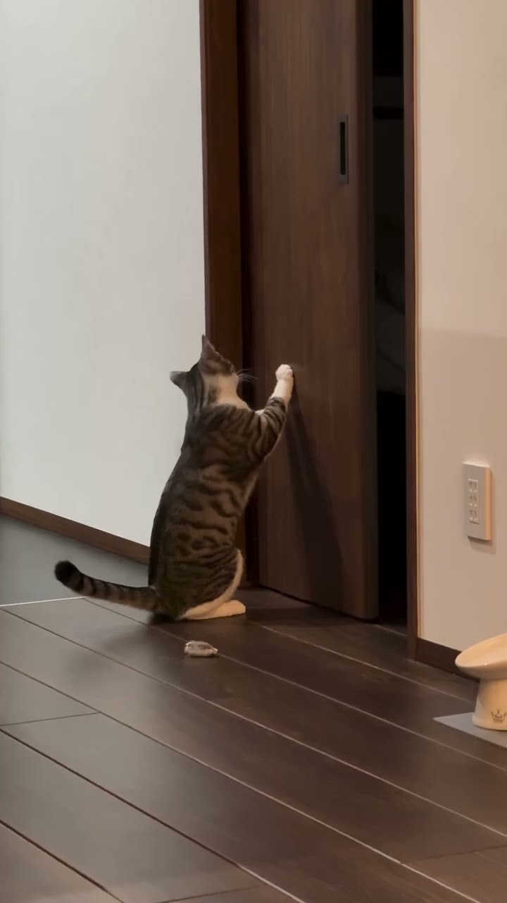 Funny  cats ??????