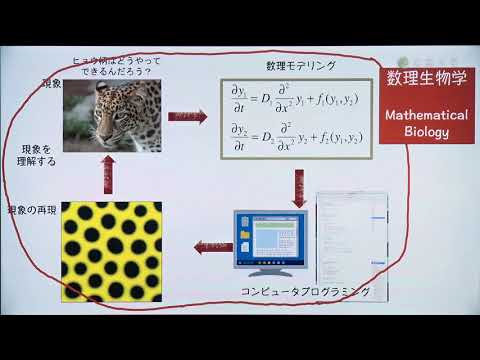 「数学は魔法の言葉」生命科学の謎を解く数理モデル