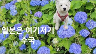 일본은 수국 피기 시작(もう紫陽花)